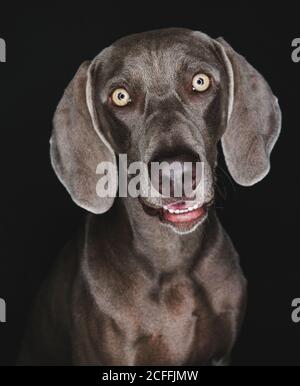Divertente cane Weimaraner su sfondo nero Foto Stock