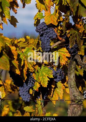 Succosa uva Sangiovese di vino rosso pronta a raccogliere a fine ottobre nella tenuta Fattoria Casenuove di Panzano in Chianti, nel cuore del Chianti Classico in Toscana. Foto Stock