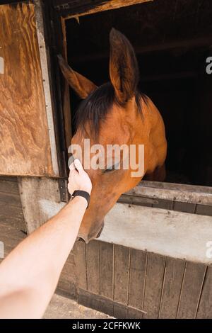 Persona che accarezzano cavallo di castagno in stalla di legno Foto Stock