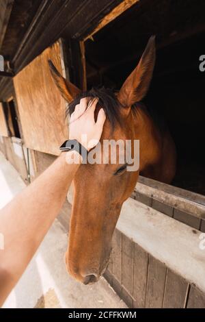 Persona che accarezzano cavallo di castagno in stalla di legno Foto Stock