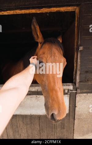 Persona che accarezzano cavallo di castagno in stalla di legno Foto Stock