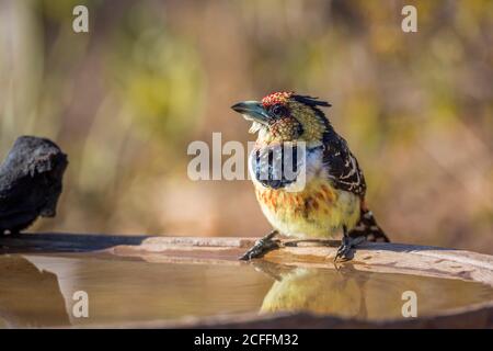 Barbet crestato in piedi al laghetto di acqua nel parco nazionale di Kruger, Sudafrica; Specie Trachyphonus vaillantii famiglia di Ramphastidae Foto Stock