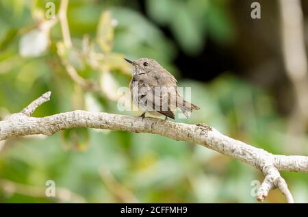 Giovane flycatcher a puntini (muscicapa striata) arroccato su un ramo. Andalucia, Spagna. Foto Stock