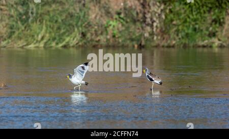 Due albicipiti a testa bianca nel fiume nel parco nazionale di Kruger, Sudafrica ; famiglia di albicipiti di Vanellus di Charadriidae Foto Stock