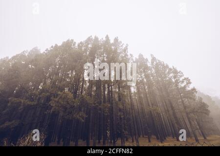 Da sotto di alberi di conifere di boschi selvaggi remoti in nebbia umida spessa Foto Stock