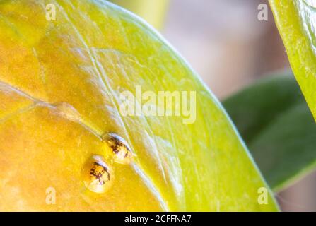 Macrofotografia di insetti di Diaspididae su vaso fogliare. Insetti di scala armati a piante domestiche. Insetti succhiare pianta. Infestato. Foto Stock