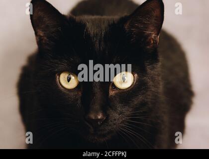 Primo piano di cute attento e curioso gatto nero Bombay con verde occhi che puntano sulla fotocamera contro lo sfondo sfocato Foto Stock