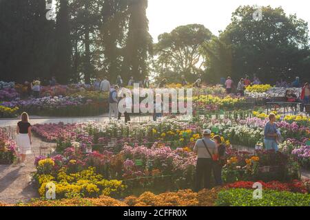 Parata di crisantemi nel giardino botanico Nikitsky, Yalta, Crimea, 8 novembre 2019. Glades di crisantemi colorati. Sfondo sfocato con Foto Stock