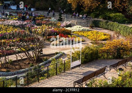 Parata di crisantemi nel giardino botanico Nikitsky, Yalta, Crimea, 8 novembre 2019. Glades di crisantemi colorati. Sfondo sfocato con Foto Stock