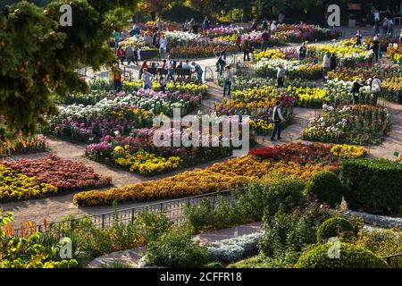 Parata di crisantemi nel giardino botanico Nikitsky, Yalta, Crimea, 8 novembre 2019. Glades di crisantemi colorati. Sfondo sfocato con Foto Stock