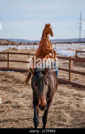 Operaio che si prende cura di cavallo marrone in cortile aperto Foto Stock