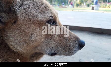 Cucciolo di cane sconvolto come sdraiato nel Parco. Primo piano Dog photo. Foto Stock