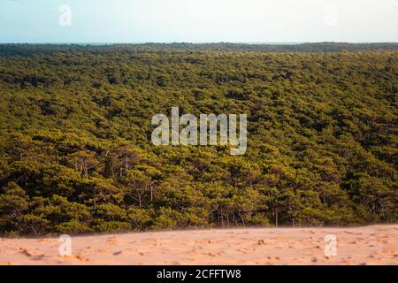 Les Lande foresta visto dalla Duna di Pilat, ad Arcachon, Aquitania, Francia. Foto Stock