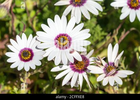 Dimorphotheca pluvialis centro viola che ha fiori bianchi e un anello violetto profondo intorno al centro giallo, un fiore annuale di primavera nel Capo Occidentale Foto Stock