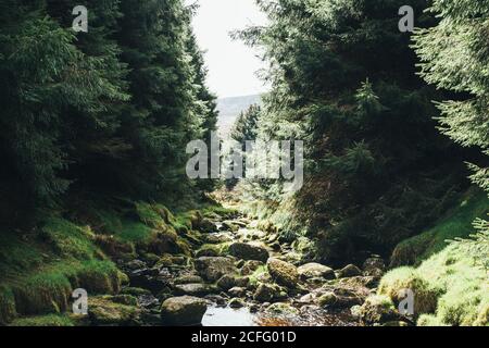 Alto angolo di tranquillo flusso d'acqua che scorre in discesa pendenza Di rocce mussose e alberi di conifere in Irlanda Foto Stock