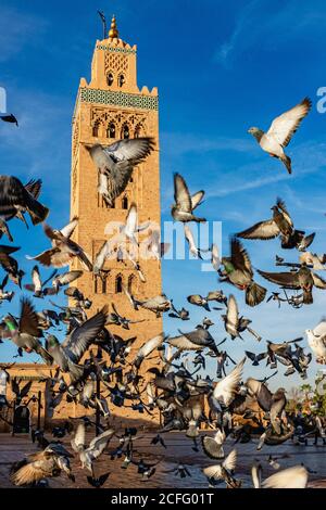 Basso angolo di gregge di colombe che volano di fronte minareto in giornata di sole in Marocco Foto Stock