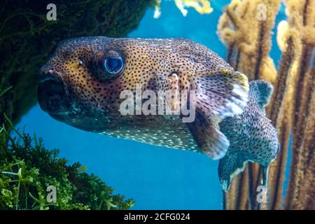 Palloncino; Tetraodontidae; movimento pinna, natura, animale, Acquario Bermuda; Museo; Zoo; Villaggio Flatts; Bermuda Foto Stock