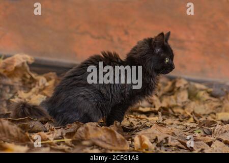 Halloween sfondo con gatto nero. Gatto furry giacente sulle foglie in autunno. Gatto nero su sfondo autunnale Foto Stock