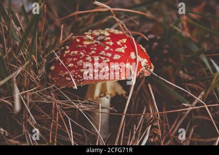 Fungo velenoso rosso e bianco (Amanita muscaria) nella pineta Foto Stock