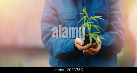 L'uomo agricoltore tenere la mano Bush green marijuana. La piantagione di cannabis in presenza di luce solare Foto Stock