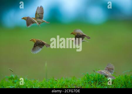 Un bellissimo uccello indiano arroccato Foto Stock