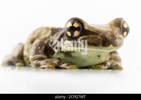 Una rana di latte amazzone (Phrynohyas resinifictrix) posa nella luce dello studio Foto Stock