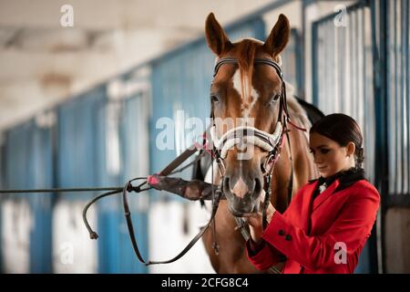 Giovane donna rider mette in sella a cavallo in stallo Foto Stock
