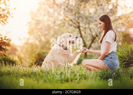 Il cinologo della ragazza sta addestrando il cane di Retriever del Labrador a dare la zampa squadra nel parco estivo Foto Stock