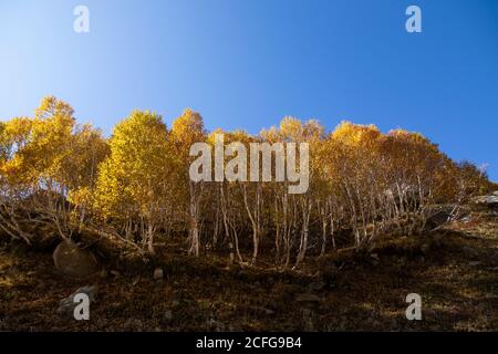 Vegetazione gialla in luoghi remoti della terra - Fauna della Valle degli Spiti dove la terra è asciutta e il clima è freddo. Colori vivaci creati da alberi e autobus Foto Stock