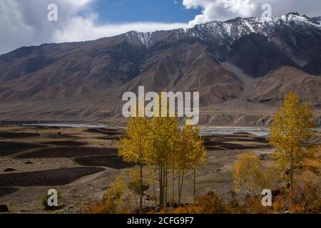 Vegetazione gialla in luoghi remoti della terra - Fauna della Valle degli Spiti dove la terra è asciutta e il clima è freddo. Colori vivaci creati da alberi e autobus Foto Stock