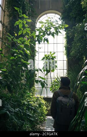 Vista posteriore dell'uomo con zaino che cammina tra piante verdi e cespugli all'interno della vecchia serra con soffitto alto e finestra ad arco, Scozia Foto Stock
