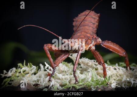 Un primo piano di un gigantesco insetto di bastone spinoso (Tarragana) Foto Stock