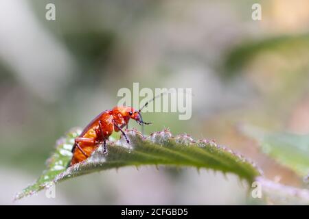 Un fetile rosso soldato (Rhagonycha fulva) Passeggiate lungo una foglia in una giornata estiva in Sussex Foto Stock