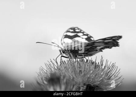 Immagine in bianco e nero del bianco marmorizzato (Melanargia galatea) si nutre delle alghe in un Sussex comune Foto Stock