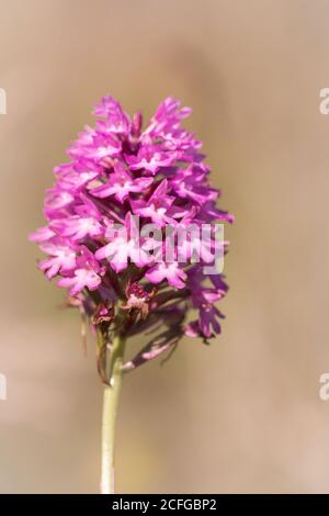 Una orchidea piramidale (Anacamptis piramidalis) Fiore cresce in un prato nel Sussex occidentale Foto Stock