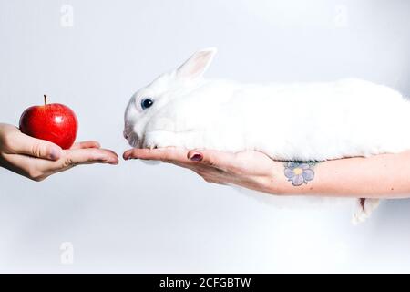 Crop persona irriconoscibile dando mela rossa a coniglio bianco cute seduta sulla mano femminile Foto Stock