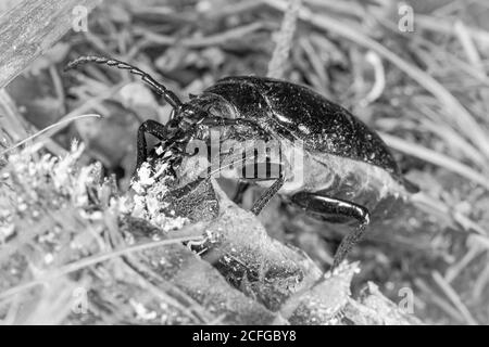 Un scarabeo femmina (Prionus coriarius) wafts feromoni nell'aria per attrarre un maschio dentro I boschi del Sussex Foto Stock