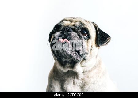 Carino cane Pug su sfondo bianco Foto Stock