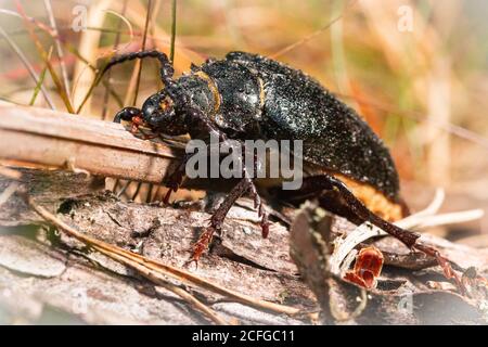 Il Beetle femminile di Prionus coriarius attende il maschio in un Comune nel Sussex occidentale Foto Stock