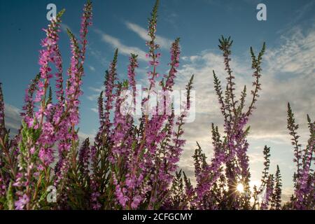 Guardando verso l'erica (Calluna vulgaris) Fiori che crescono in una brughiera di Suffolk Foto Stock