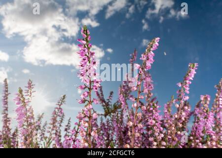 Guardando verso l'erica (Calluna vulgaris) Fiori che crescono in una brughiera di Suffolk Foto Stock