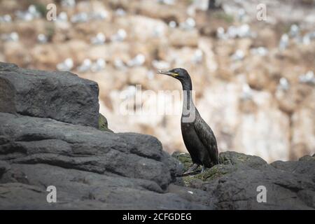 Lo shag europeo (Pahlacrocorax aristotelis) Siede sulle rocce nere e verdi del Farne Isole Foto Stock