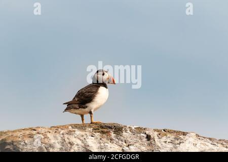 Il puffin (Fratercola artica) si erge alto sulla cima delle scogliere del Isole Farne Foto Stock