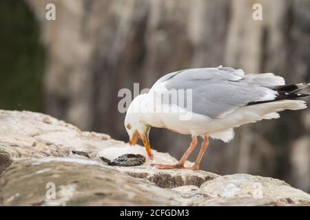 Il gabbiano dell'aringa adulto (Larus argentatus) Prende il morso di uccisione sul pulcino kittiwake (Rissa tridactyla) Sulle Isole Farne Foto Stock