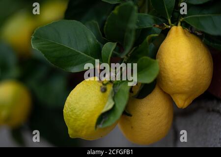 Limoni maturi su un albero Foto Stock