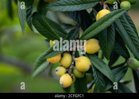 Albero di lombo con frutta su di esso Foto Stock