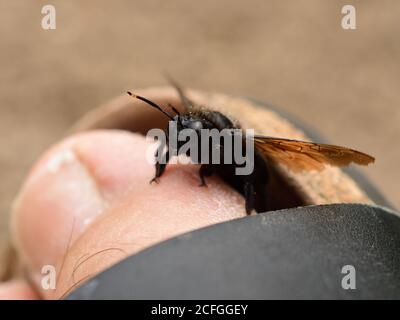 porpora viola carpentiere seduto sul mio piede grande Foto Stock