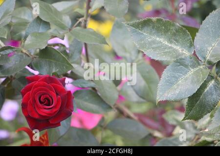 Bella rosa rossa in piena fioritura nel giardino in estate Foto Stock