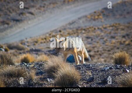 La volpe andina, conosciuta anche come culpeo (Lycalopex culpaeus) avvistata nella riserva naturale di Villavicencio, Mendoza, Argentina. Foto Stock