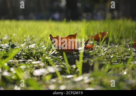 Foglia di acero secca su erba verde alla luce del sole Foto Stock